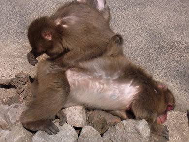 福岡 賃貸 高崎山C.jpg
