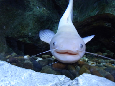 福岡 賃貸 水族館@.jpg