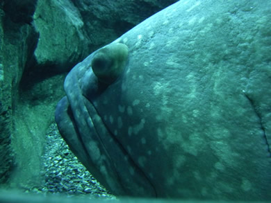 福岡 賃貸 水族館D.jpg