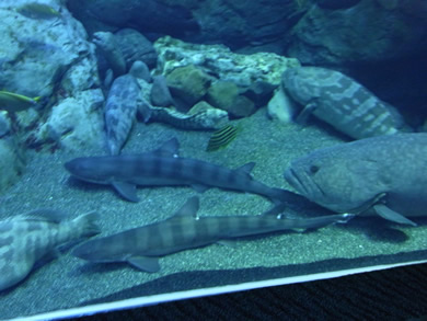 福岡 賃貸 水族館F.jpg