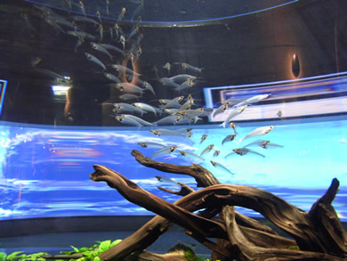 福岡 賃貸 水族館G.jpg