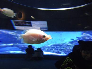 福岡 賃貸 水族館H.jpg