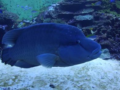 福岡 賃貸 水族館I.jpg