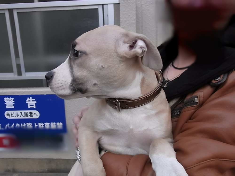 世界最強の犬 未来ビルのとっておきブログ