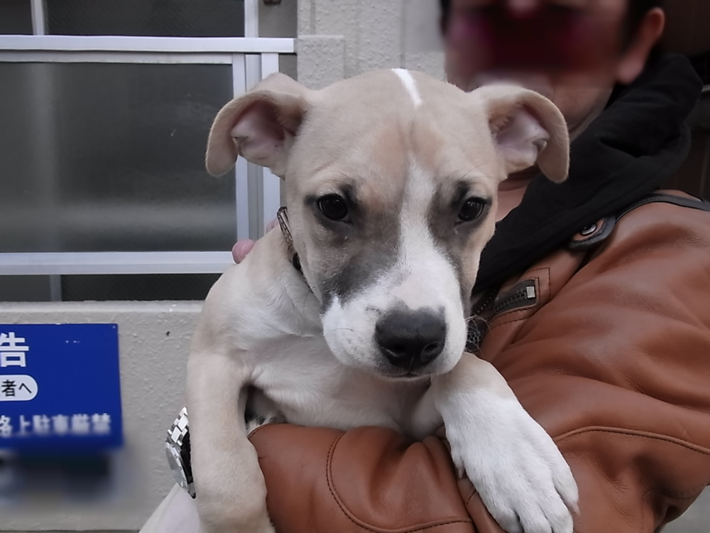 世界最強の犬 未来ビルのとっておきブログ